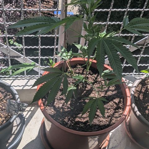 Haze Berry  growlog timeline photo