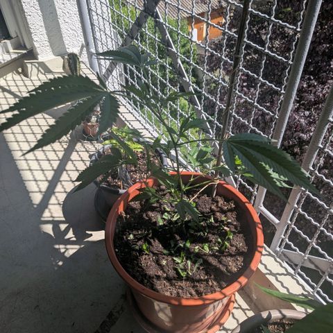 Haze Berry  growlog timeline photo