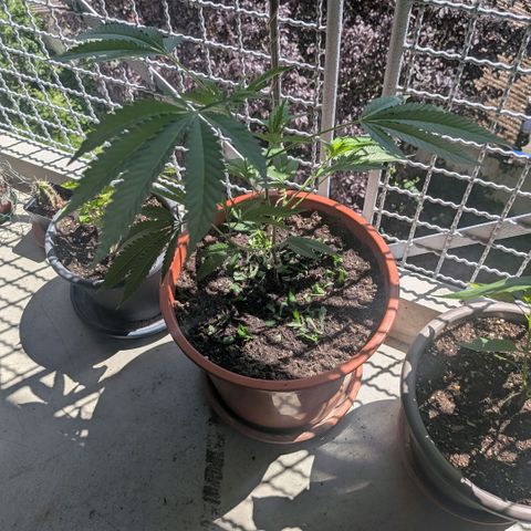 Haze Berry  growlog timeline photo