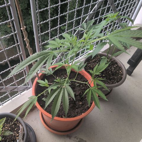 Haze Berry  growlog timeline photo