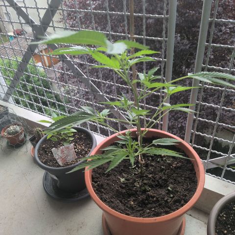 Haze Berry  growlog timeline photo