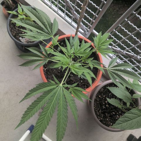Haze Berry  growlog timeline photo