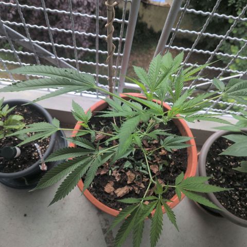 Haze Berry  growlog timeline photo