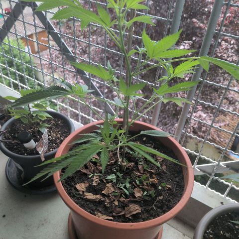 Haze Berry  growlog timeline photo