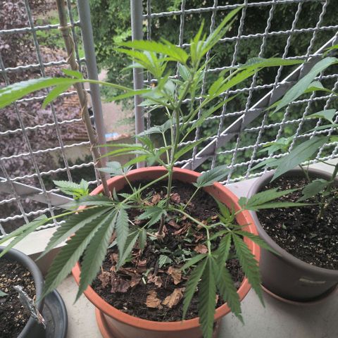 Haze Berry  growlog timeline photo