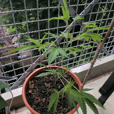 Haze Berry  growlog timeline photo