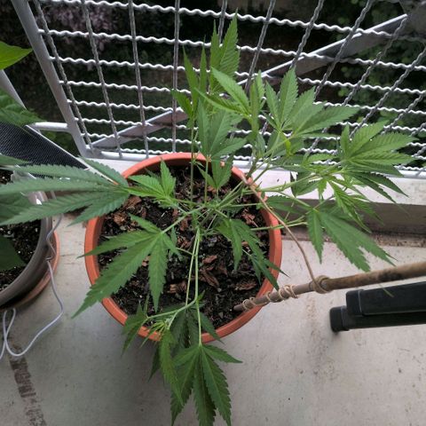 Haze Berry  growlog timeline photo