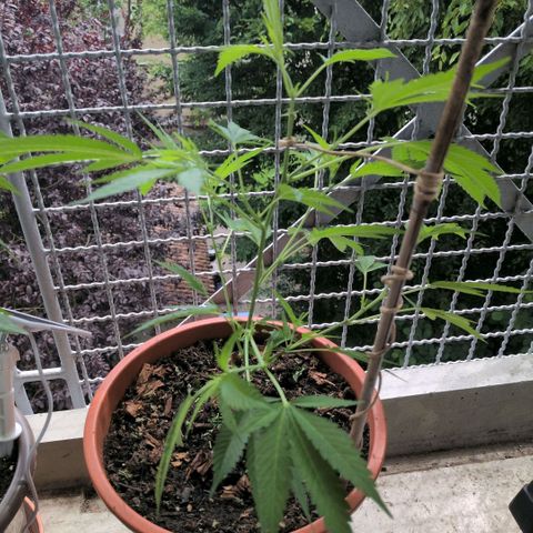 Haze Berry  growlog timeline photo
