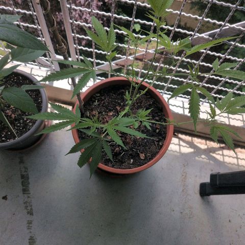 Haze Berry  growlog timeline photo