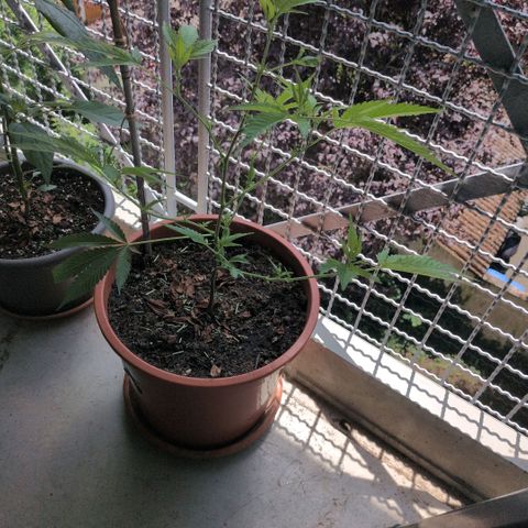 Haze Berry  growlog timeline photo