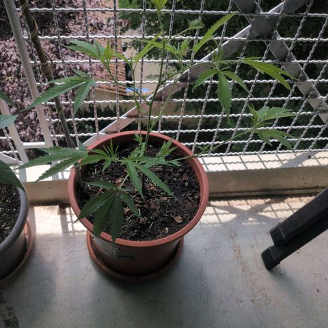 Haze Berry  growlog timeline photo