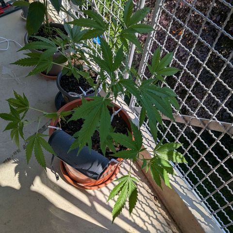 Haze Berry  growlog timeline photo