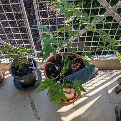 Haze Berry  growlog timeline photo