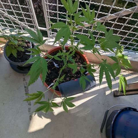 Haze Berry  growlog timeline photo