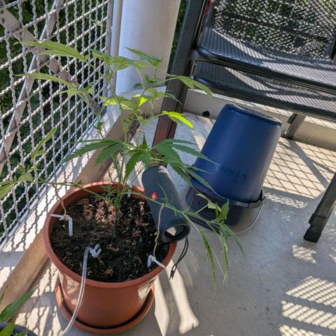 Haze Berry  growlog timeline photo