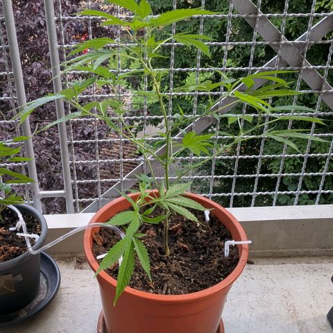 Haze Berry  growlog timeline photo