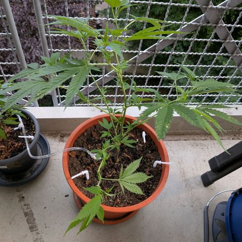 Haze Berry  growlog timeline photo