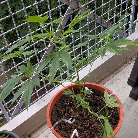 Haze Berry  growlog timeline photo