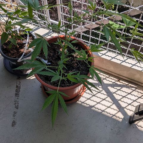 Haze Berry  growlog timeline photo