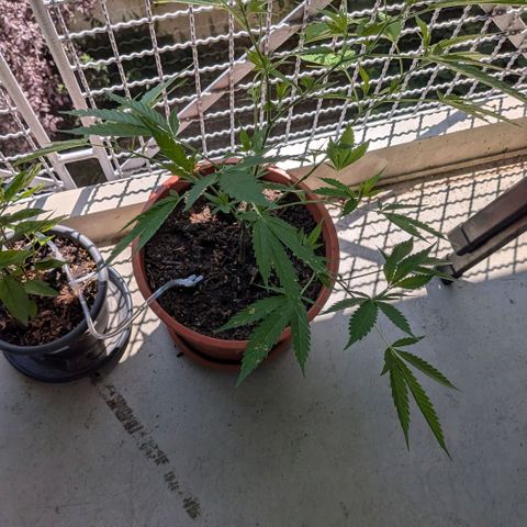 Haze Berry  growlog timeline photo