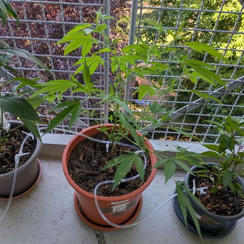 Haze Berry  growlog timeline photo