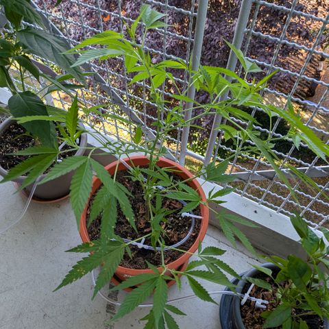 Haze Berry  growlog timeline photo
