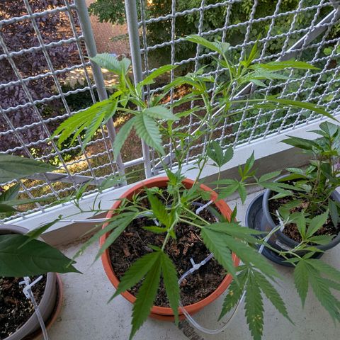 Haze Berry  growlog timeline photo