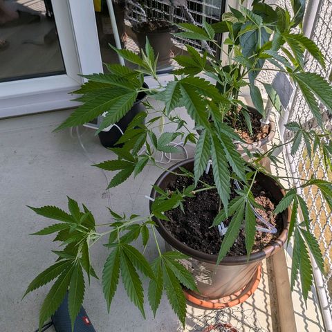 Haze Berry  growlog timeline photo