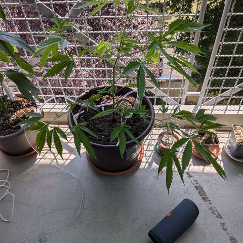 Haze Berry  growlog timeline photo