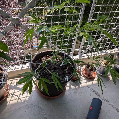 Haze Berry  growlog timeline photo