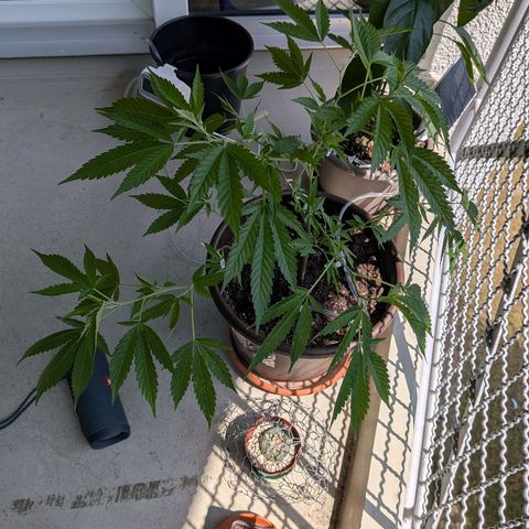 Haze Berry  growlog timeline photo