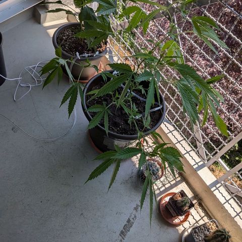 Haze Berry  growlog timeline photo