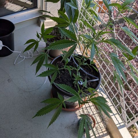 Haze Berry  growlog timeline photo