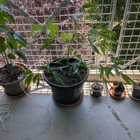 Haze Berry  growlog timeline photo