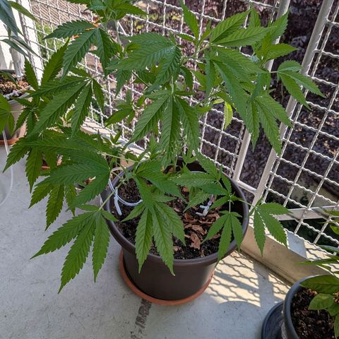 Haze Berry  growlog timeline photo