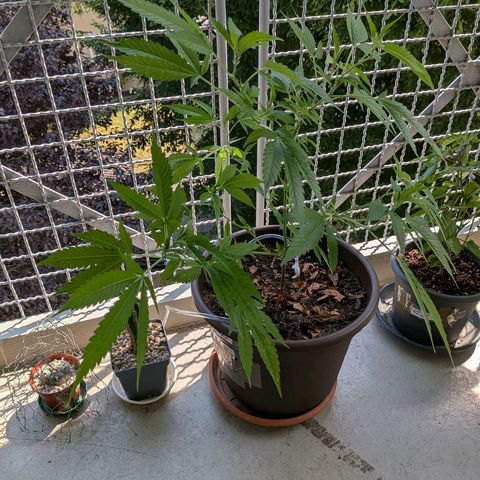 Haze Berry  growlog timeline photo