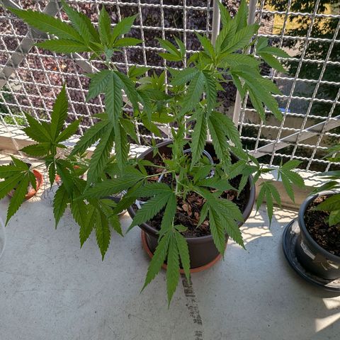 Haze Berry  growlog timeline photo