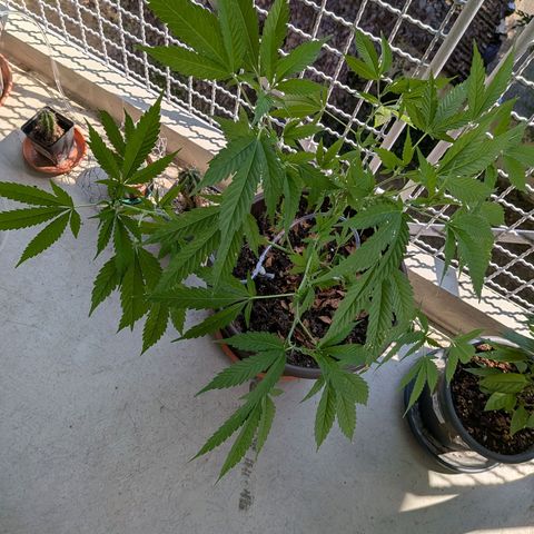 Haze Berry  growlog timeline photo