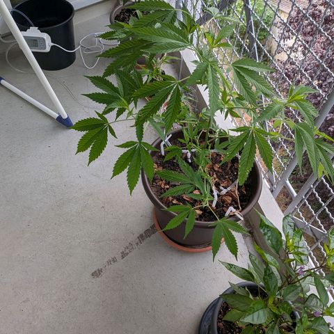 Haze Berry  growlog timeline photo
