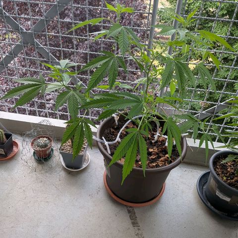 Haze Berry  growlog timeline photo