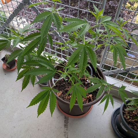 Haze Berry  growlog timeline photo
