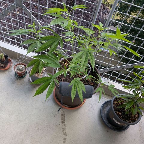 Haze Berry  growlog timeline photo