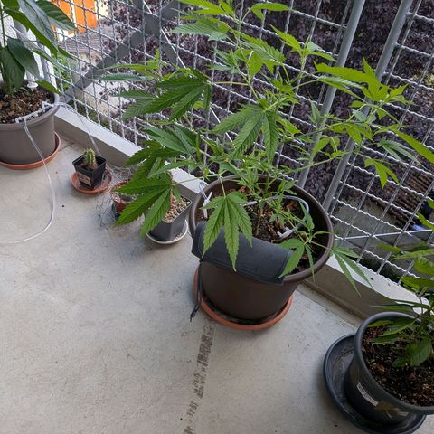 Haze Berry  growlog timeline photo