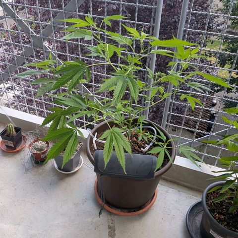 Haze Berry  growlog timeline photo