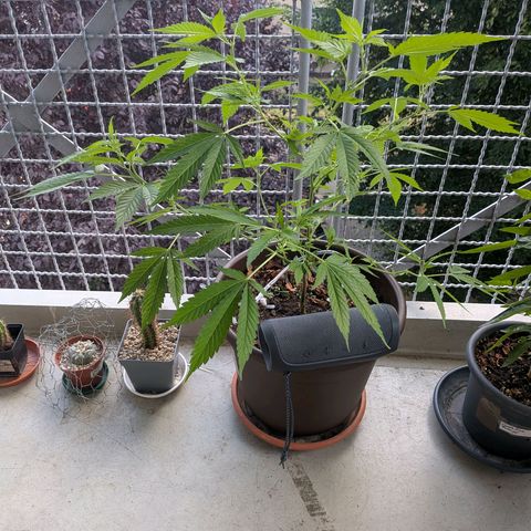 Haze Berry  growlog timeline photo