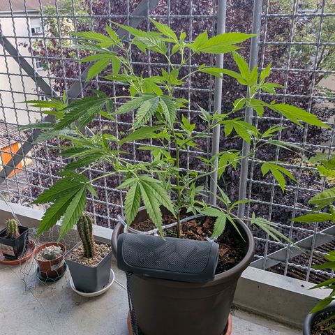 Haze Berry  growlog timeline photo