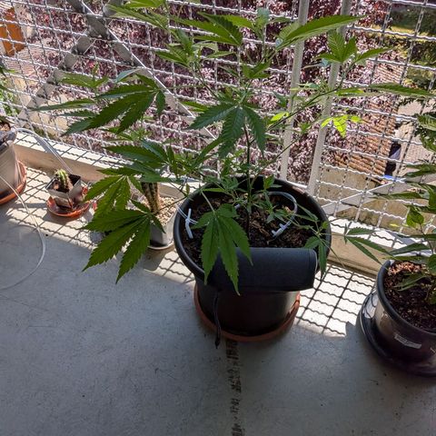 Haze Berry  growlog timeline photo