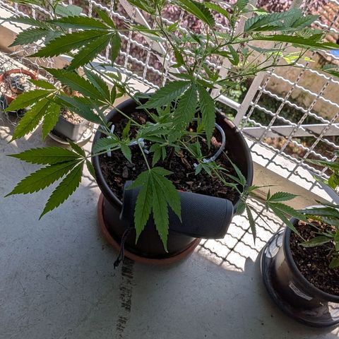 Haze Berry  growlog timeline photo