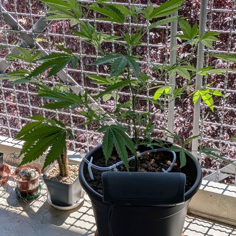 Haze Berry  growlog timeline photo