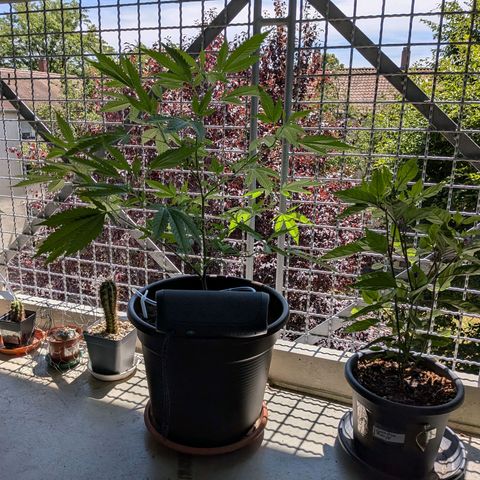 Haze Berry  growlog timeline photo